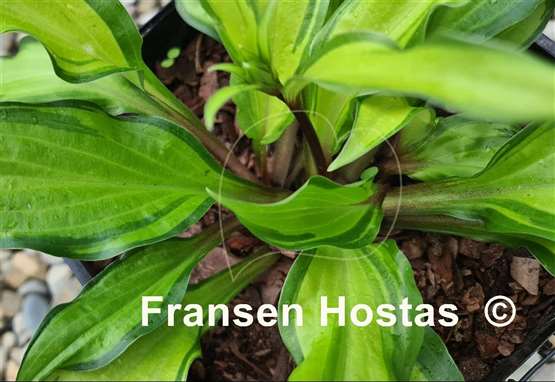 Hosta Pineapple Salsa